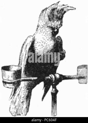 20 Kakadu Zeichnung Stockfoto