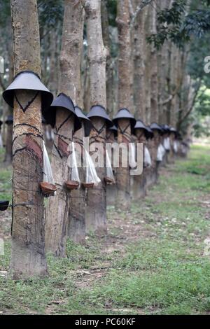 Gummibaum Plantage, Kon Tum. Vietnam. | Verwendung weltweit Stockfoto