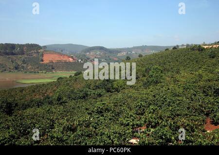 Hochland Kaffee Plantage. Dalat. Vietnam. | Verwendung weltweit Stockfoto