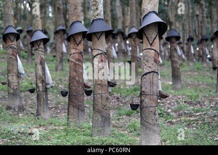 Gummibaum Plantage, Kon Tum. Vietnam. | Verwendung weltweit Stockfoto