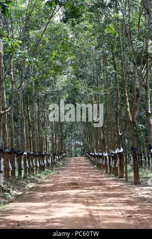 Gummibaum Plantage, Kon Tum. Vietnam. | Verwendung weltweit Stockfoto