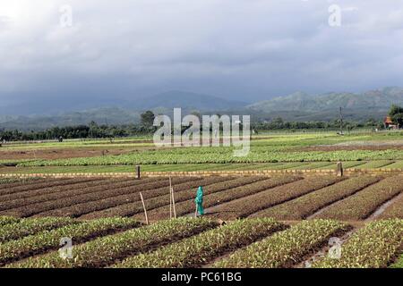 Landwirtschaftliche Felder. Kon Tum. Vietnam. | Verwendung weltweit Stockfoto