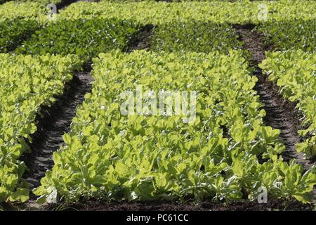 Landwirtschaftliche Felder. Salatköpfe ergeben sich aus dem Boden, um in der Sonne zu wachsen. Kon Tum. Vietnam. | Verwendung weltweit Stockfoto