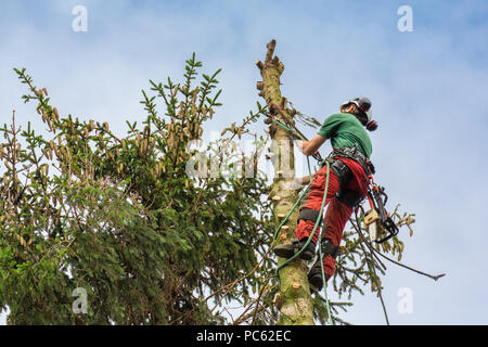 Baumzüchter klettert auf Tree Top mit kletterseil bis in den Himmel Stockfoto