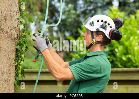 Kaukasische Baum extert Kontrollen Kletterseil Baum zu klettern Stockfoto