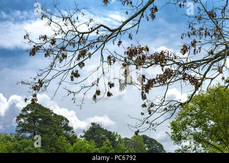 Starkville, Mississippi, USA. Juli 31, 2018. Eine weiße Reiher nimmt Flug gegen die teilweise bewölktem Himmel von Bluff Lake in der Nähe von Starkville, Mississippi am Dienstag, 31. Juli 2018. Die Wolken für etwas kühlere Temperaturen, die heute im Süden. Quelle: Tim Thompson/ZUMA Draht/Alamy leben Nachrichten Stockfoto