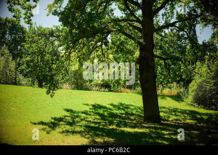 Berlin, Deutschland. 23. Juli 2018. Eine Eiche steht im Volkspark Prenzlauer Berg. Foto: Jens Kalaene/dpa-Zentralbild/dpa/Alamy leben Nachrichten Stockfoto