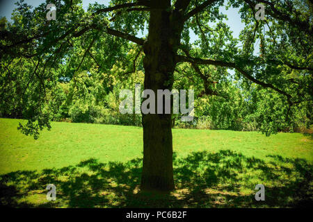 Berlin, Deutschland. 23. Juli 2018. Eine Eiche steht im Volkspark Prenzlauer Berg. Foto: Jens Kalaene/dpa-Zentralbild/dpa/Alamy leben Nachrichten Stockfoto