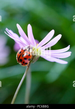 Berlin, Deutschland. 29. Juli, 2018. Eine asiatische Marienkäfer, bin auch ulticolored' oder 'Harlequin ladybird', auf einem Daisy. Foto: Jens Kalaene/dpa-Zentralbild/dpa/Alamy leben Nachrichten Stockfoto