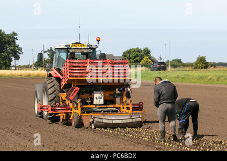 Automatische Traktoranpflanzung Umpflanzen Salatsämlinge Sonnentag in Tarleton Lancashire als Landwirte & Feldarbeiter nutzen die Trocknungsböden, um ihre Gemüsekulturen auf dem Feld zu Pflanzen und zu betreuen. Die Gegend, bekannt als Salatschüssel von Lancashire, produziert hochwertiges Gemüse für die Supermärkte von England und ist ein großer Arbeitgeber von EU-Wanderarbeitnehmern. Stockfoto