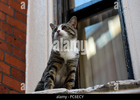 London, Großbritannien. 1. August 2018. Julian Assange Katze sitzt auf dem Fensterbrett außerhalb des Equadorean Botschaft in Knightsbridge. Das Vereinigte Königreich und Ecuador werden die laufenden Gespräche über das Schicksal von Wikileaks Gründer Julian, der im Exil in die Ecuadorianische Botschaft seit 2012 wurde. Er wird von der britischen Polizei festgenommen, wenn er die Botschaft, die bei einem Verstoß gegen Kaution Bedingungen verlässt. Credit: Stephen Chung/Alamy leben Nachrichten Stockfoto