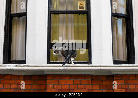 London, Großbritannien. 1. August 2018. Julian Assange Cat's Wanderungen auf dem Fensterbrett außerhalb des Equadorean Botschaft in Knightsbridge. Das Vereinigte Königreich und Ecuador werden die laufenden Gespräche über das Schicksal von Wikileaks Gründer Julian, der im Exil in die Ecuadorianische Botschaft seit 2012 wurde. Er wird von der britischen Polizei festgenommen, wenn er die Botschaft, die bei einem Verstoß gegen Kaution Bedingungen verlässt. Credit: Stephen Chung/Alamy leben Nachrichten Stockfoto