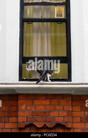 London, Großbritannien. 1. August 2018. Julian Assange Cat's Wanderungen auf dem Fensterbrett außerhalb des Equadorean Botschaft in Knightsbridge. Das Vereinigte Königreich und Ecuador werden die laufenden Gespräche über das Schicksal von Wikileaks Gründer Julian, der im Exil in die Ecuadorianische Botschaft seit 2012 wurde. Er wird von der britischen Polizei festgenommen, wenn er die Botschaft, die bei einem Verstoß gegen Kaution Bedingungen verlässt. Credit: Stephen Chung/Alamy leben Nachrichten Stockfoto