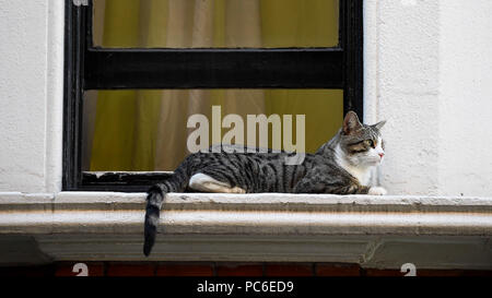 London, Großbritannien. 1. August 2018. Julian Assange Katze sitzt auf dem Fensterbrett außerhalb des Equadorean Botschaft in Knightsbridge. Das Vereinigte Königreich und Ecuador werden die laufenden Gespräche über das Schicksal von Wikileaks Gründer Julian, der im Exil in die Ecuadorianische Botschaft seit 2012 wurde. Er wird von der britischen Polizei festgenommen, wenn er die Botschaft, die bei einem Verstoß gegen Kaution Bedingungen verlässt. Credit: Stephen Chung/Alamy leben Nachrichten Stockfoto