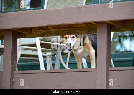 Closeup Foto freundlich Braun, Schwarz & Weiß Hund Hunde Jagd Haustier Hund schaut unter Braun Holzgeländer Lächeln auf die Kamera schaut Stockfoto