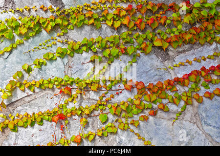 Natur und Pflanzen Hintergrund.Kletterpflanze und Zementwand Stockfoto