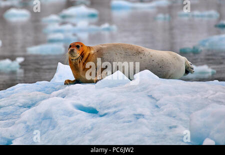 Bärtige Dichtung (Erignathus Barbatus) auf einer Eisscholle oder Spitzbergen, Svalbard, Europa Stockfoto