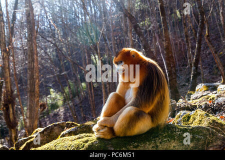 Erwachsene männliche Snub-gerochene Golden Monkey (Rhinopithecus roxellana). Januar in Waldgebiet in Foping, qinling Gebirge, Provinz Shaanxi, China Stockfoto