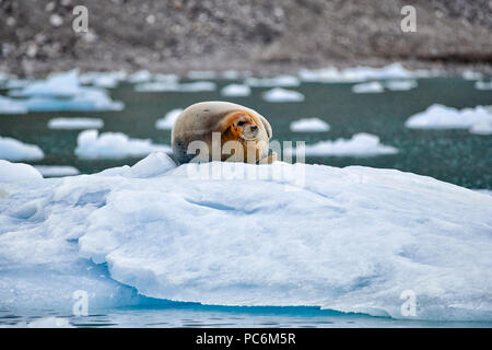 Bärtige Dichtung (Erignathus Barbatus) auf einer Eisscholle oder Spitzbergen, Svalbard, Europa Stockfoto