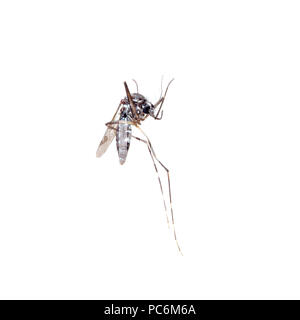 Tote Asiatische Tigermücke, Aedes albopictus, Makro auf weißem Hintergrund. Ein Sender von viele virale Krankheitserreger, einschließlich Gelbfieber, Dengue-Fieber und Chikungunya Fieber. Stockfoto