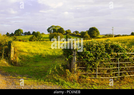 Weiches Licht auf eine überwachsene Stahl Hof und Felder auf der Clearwater Road im Craigantlet Hügeln in der Nähe von Bangor County Down Nordirland. Genommen Stockfoto