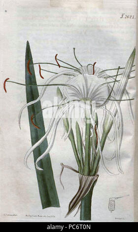 15 2621 Hymenocallis acutifolia Stockfoto