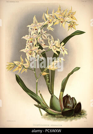 220 Friedrich Sander - Reichenbachia ich Platte 37 (1888) - Odontoglossum × Hebraicum Stockfoto