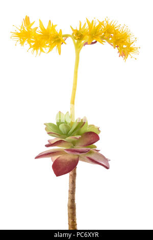 Sedum palmeri Blumen auf weißem Hintergrund Stockfoto