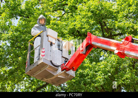 Mann in schützende Arbeitskleidung entfernt Eiche Prozession Raupen in Antenne Plattform Stockfoto