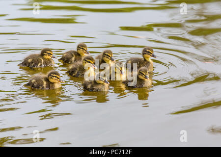 Neun neugeborenen wild Entenküken Schwimmen im Teich Stockfoto