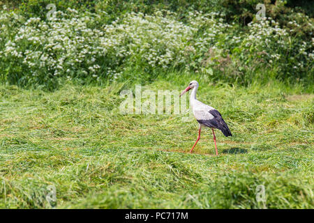 Stork sucht nach Essen im grünen Gras gemäht Stockfoto