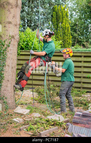 Zwei baum Spezialisten arbeiten bei Baum im Garten Stockfoto