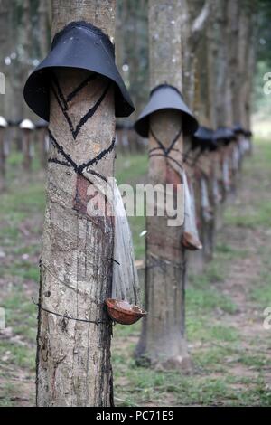 Gummibaum Plantage, Kon Tum. Vietnam. | Verwendung weltweit Stockfoto