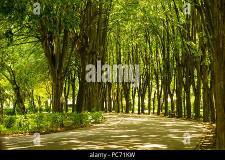 Leeren Park Alley umgeben linden Linden an Olimpia Park in Ploiesti, Rumänien. Stockfoto