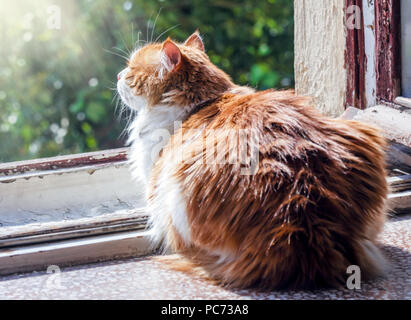 Red cat Fänge sonnigen Strahlen auf Fenster Stockfoto