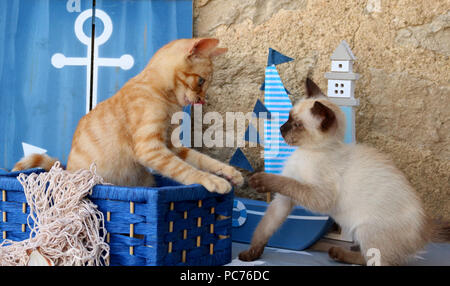 Zwei Jungtiere (hauskatze Ingwer, 3 Monate alt, und Thai kitten, 7 Wochen alt) spielen mit jeder anderen Stockfoto