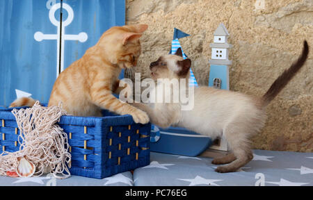 Zwei Jungtiere (hauskatze Ingwer, 3 Monate alt, und Thai kitten, 7 Wochen alt) spielen mit jeder anderen Stockfoto