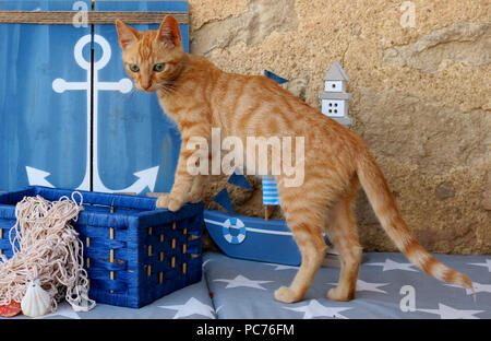 Katze, 3 Monate alt Stockfoto