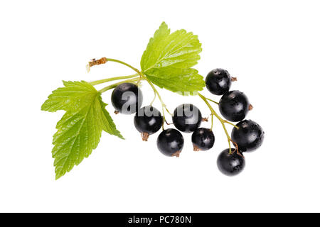 Schwarze Johannisbeere mit Blättern isoliert. auf Weiß. Sprig der Beeren close-up Stockfoto