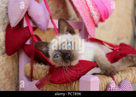 Siam Kitten, Thai, 7 Wochen alt, der lag auf einem kleinen Stuhl Stockfoto