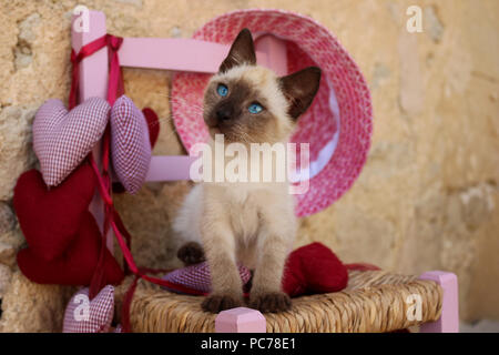 Siam Kitten, Thai, 7 Wochen alt, auf einem Stuhl sitzend Stockfoto