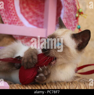 Siam Kitten, Thai, 7 Wochen alt, spielen mit einem gehört Stockfoto