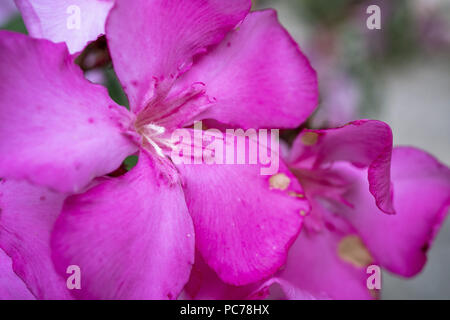 Blumen in der Nähe erschossen in Griechenland Kefalonia im Campingplatz Stockfoto