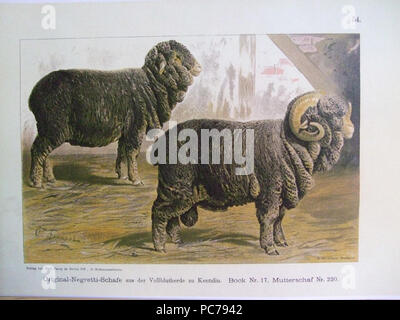 40 NegrettiSchafeKentzlin Stockfoto