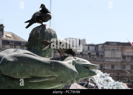 Tauben Trinkwasser auf dem Brunnen am Trafalgar Square auf einer anderen heißen und feuchten Tag in der Hauptstadt. Trockene und heiße Wetter weiterhin in Großbritannien als Temperaturen erwartet werden 30°C in den nächsten Tagen zu erreichen. Mit: Atmosphäre, Wo: London, Großbritannien Wann: 30.Jun 2018 Credit: Dinendra Haria/WANN Stockfoto