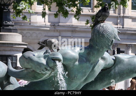 Tauben Trinkwasser auf dem Brunnen am Trafalgar Square auf einer anderen heißen und feuchten Tag in der Hauptstadt. Trockene und heiße Wetter weiterhin in Großbritannien als Temperaturen erwartet werden 30°C in den nächsten Tagen zu erreichen. Mit: Atmosphäre, Wo: London, Großbritannien Wann: 30.Jun 2018 Credit: Dinendra Haria/WANN Stockfoto