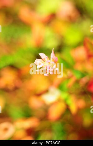 Kleine rosa Blume auf eine bunte Gras Hintergrund, Ansicht von oben, Makro, blur Effekt Stockfoto