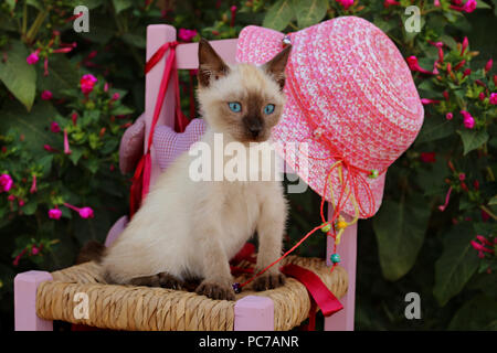 Siam kitten, Thai, 7 Wochen alt, Seal Point, sitzt auf einem Kinderstuhl im Garten Stockfoto