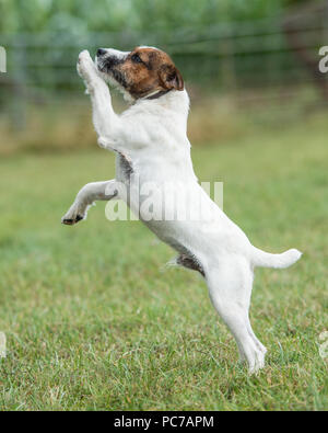 Jack Russell Terrier Hund Stockfoto