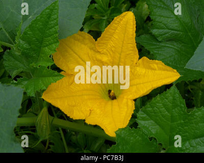 Kürbis Blume am Weinstock. Stockfoto